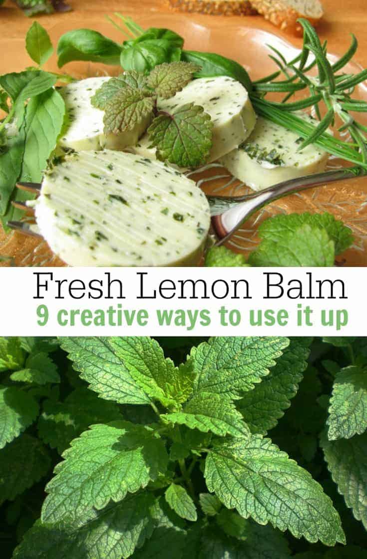 Love to grow lemon balm but not sure what to do with it? Here are a few creative uses for lemon balm when it starts to take over the garden!
