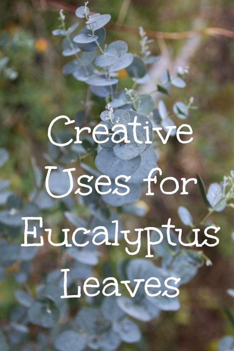 Creative Uses for Dried Eucalyptus Leaves Turning the Clock Back