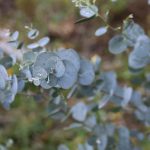 Creative Uses for Eucalyptus Leaves for Home and Health