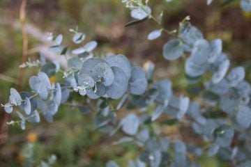 Creative Uses for Eucalyptus Leaves for Home and Health
