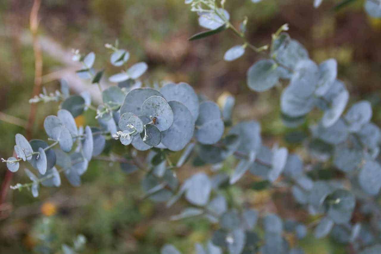 Creative Uses For Eucalyptus Leaves Turning The Clock Back