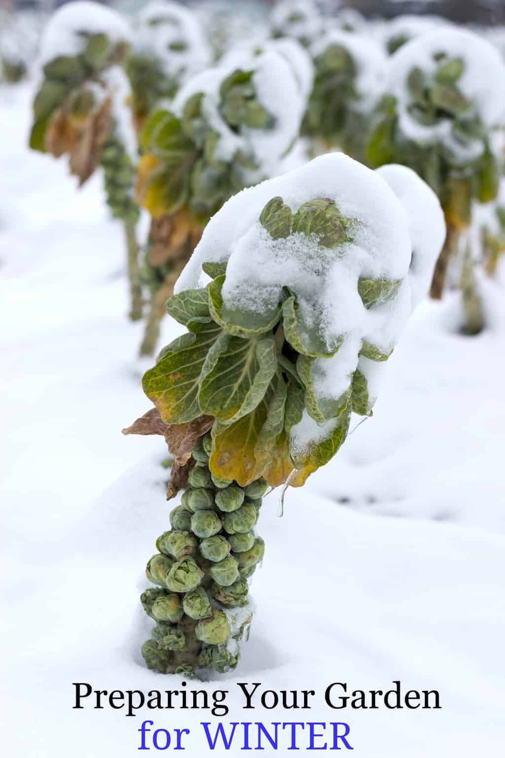 How to Prepare Your Garden for Winter Turning the Clock Back