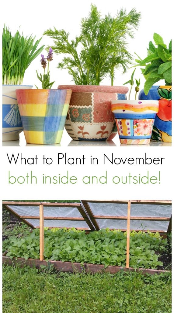 collage of garden plants with text overlay 'what to plant in november'