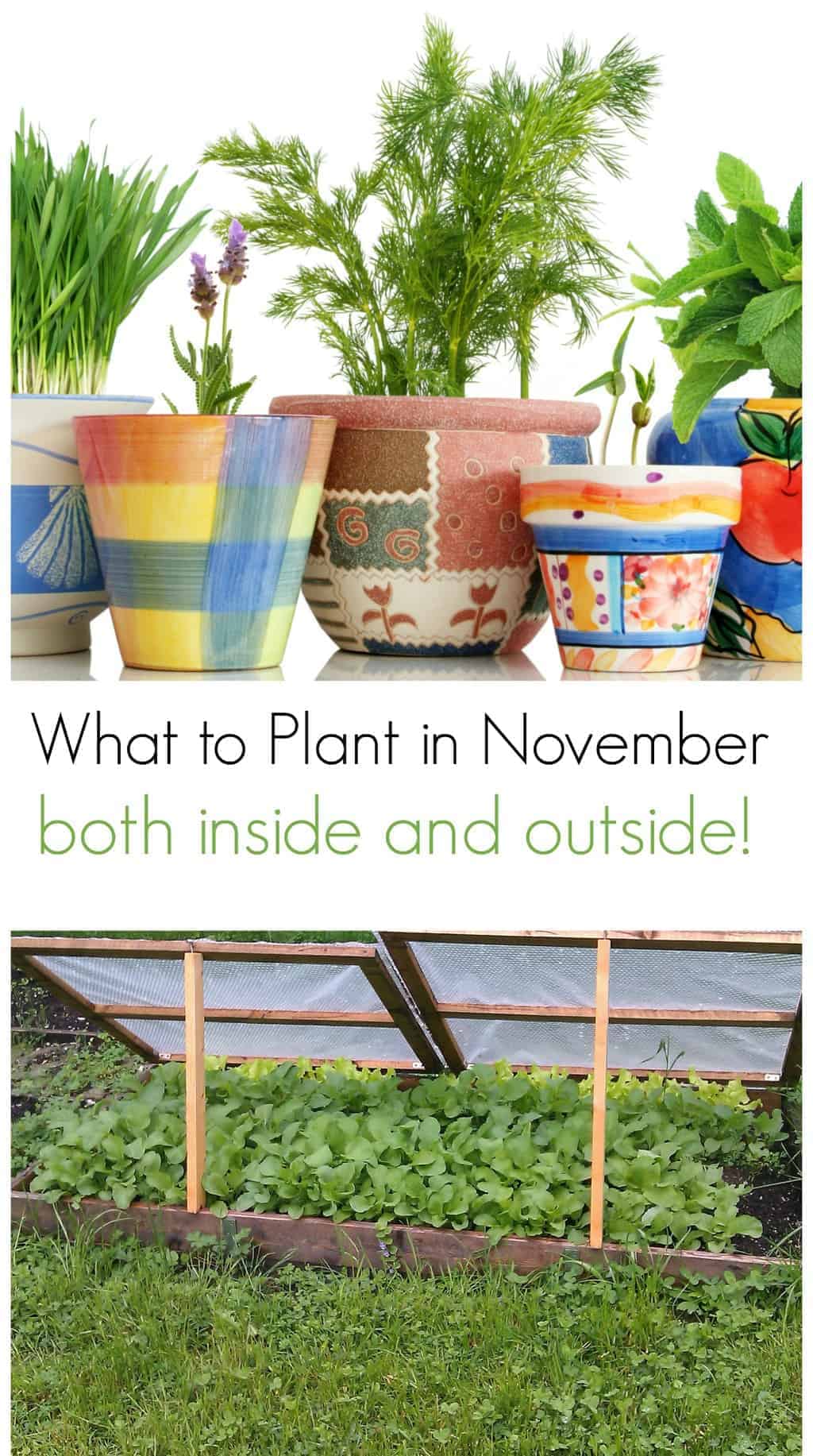 Wondering what to plant in November? Your winter garden chores aren't over yet! Start planting these items both inside and out in your garden bed.