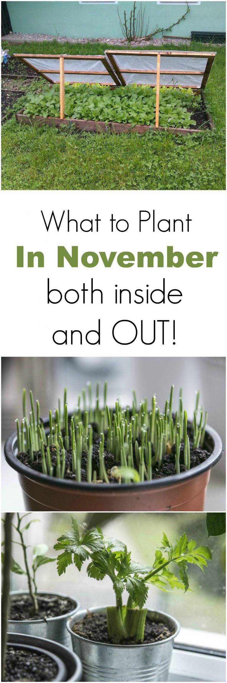 What to Plant in November Inside and Out Turning the Clock Back
