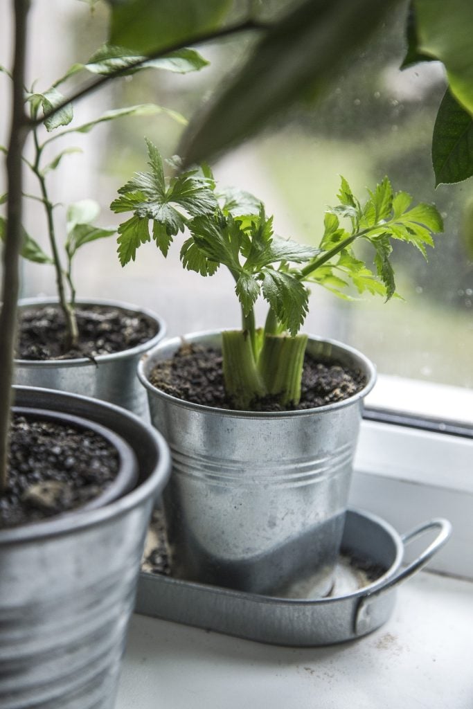 celery in a metal pot on the window sill