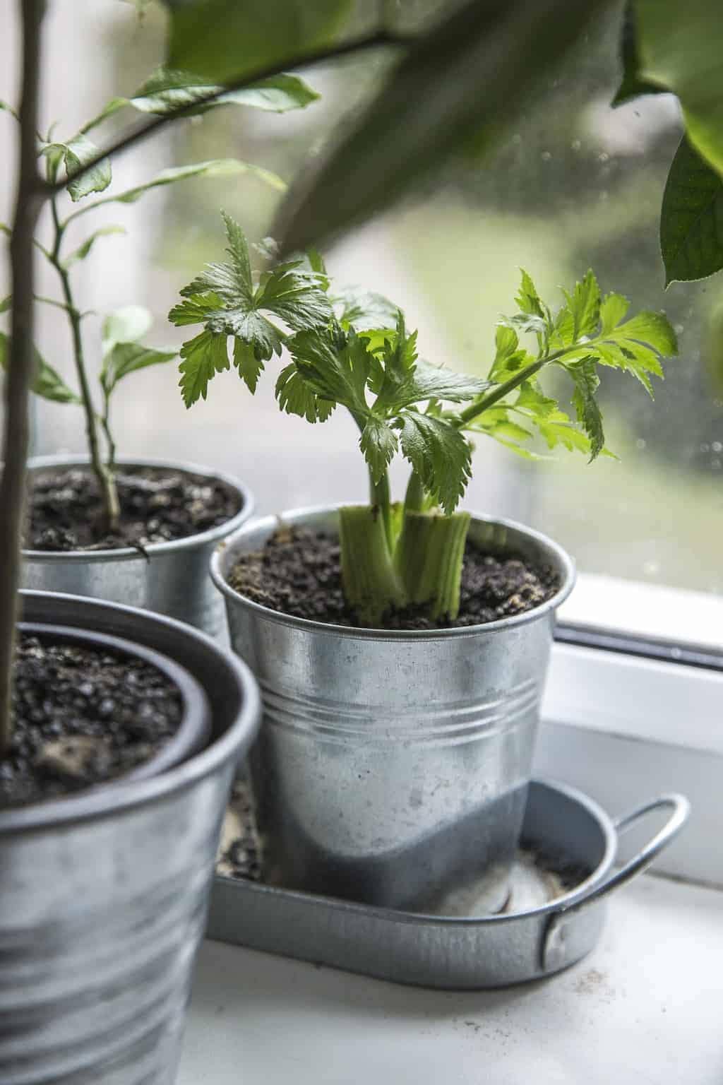 What to Plant in November Inside and Out Turning the Clock Back