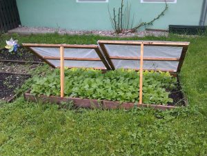 What to plant in November, both inside and outside!