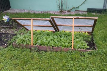 What to Plant in November, Both Inside AND Outside!