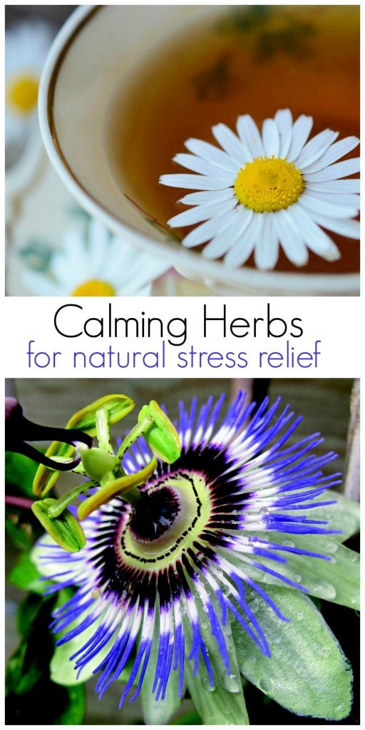 Calming herbs for anxiety when stress gets to be too hard to handle.