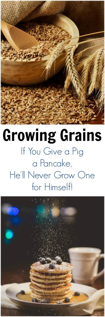  Growing Grains and If you give a pig a pancake, he'll never grow one of his own!