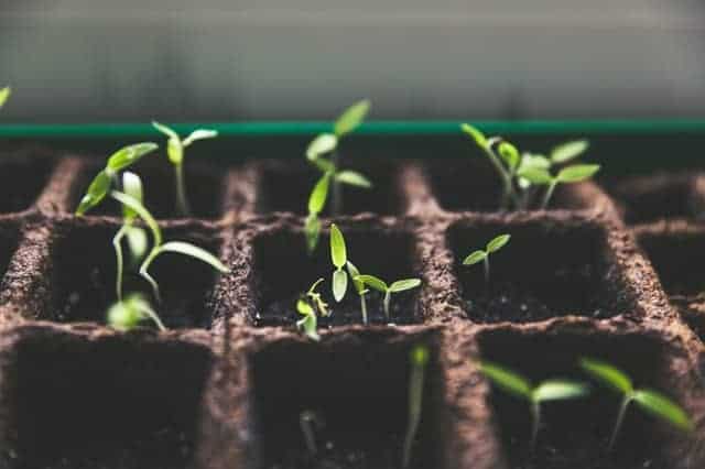 seeds planted in starter pots and sprouting