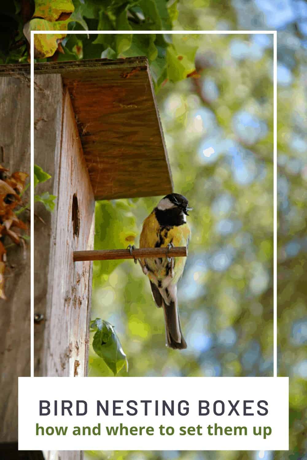 Tips for Adding Wild Bird Nesting Boxes to Your Yard Turning the