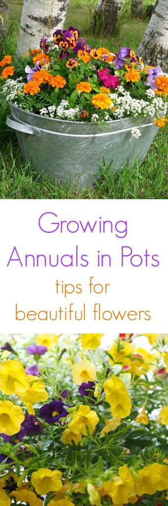 Growing Annuals in Pots: Follow These Tips for Beautiful Flowers