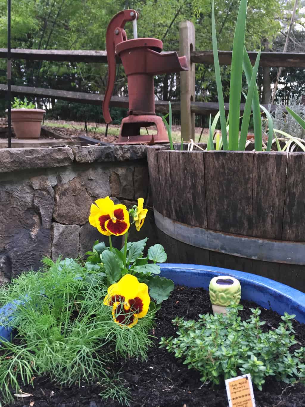 Growing Annuals in Pots Follow These Tips for Beautiful Flowers