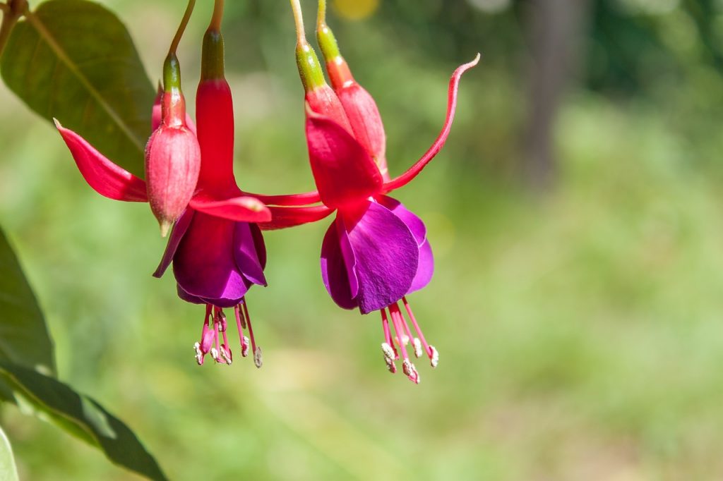 Fuchsia is an easy to grow annual that does well in flower pots. Growing annuals in Pots is a great way to add color to your patio or porch.