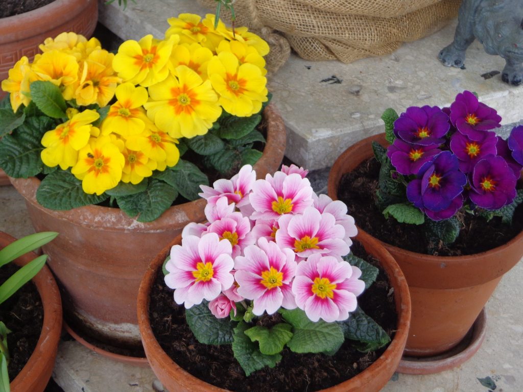 Growing Annuals in Pots: Follow These Tips for Beautiful ...