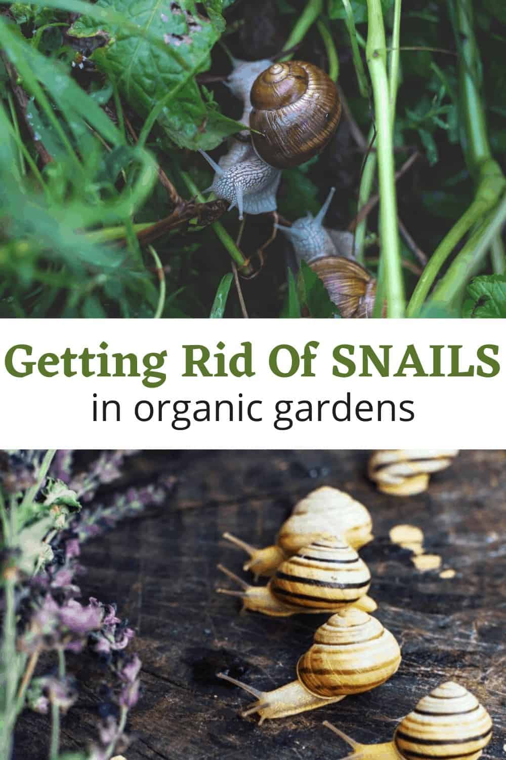 How to Keep Snails out of the Garden Turning the Clock Back