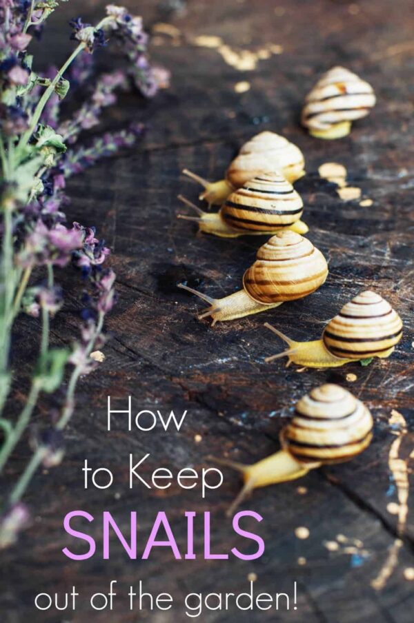 How to Keep Snails out of the Garden - Turning the Clock Back