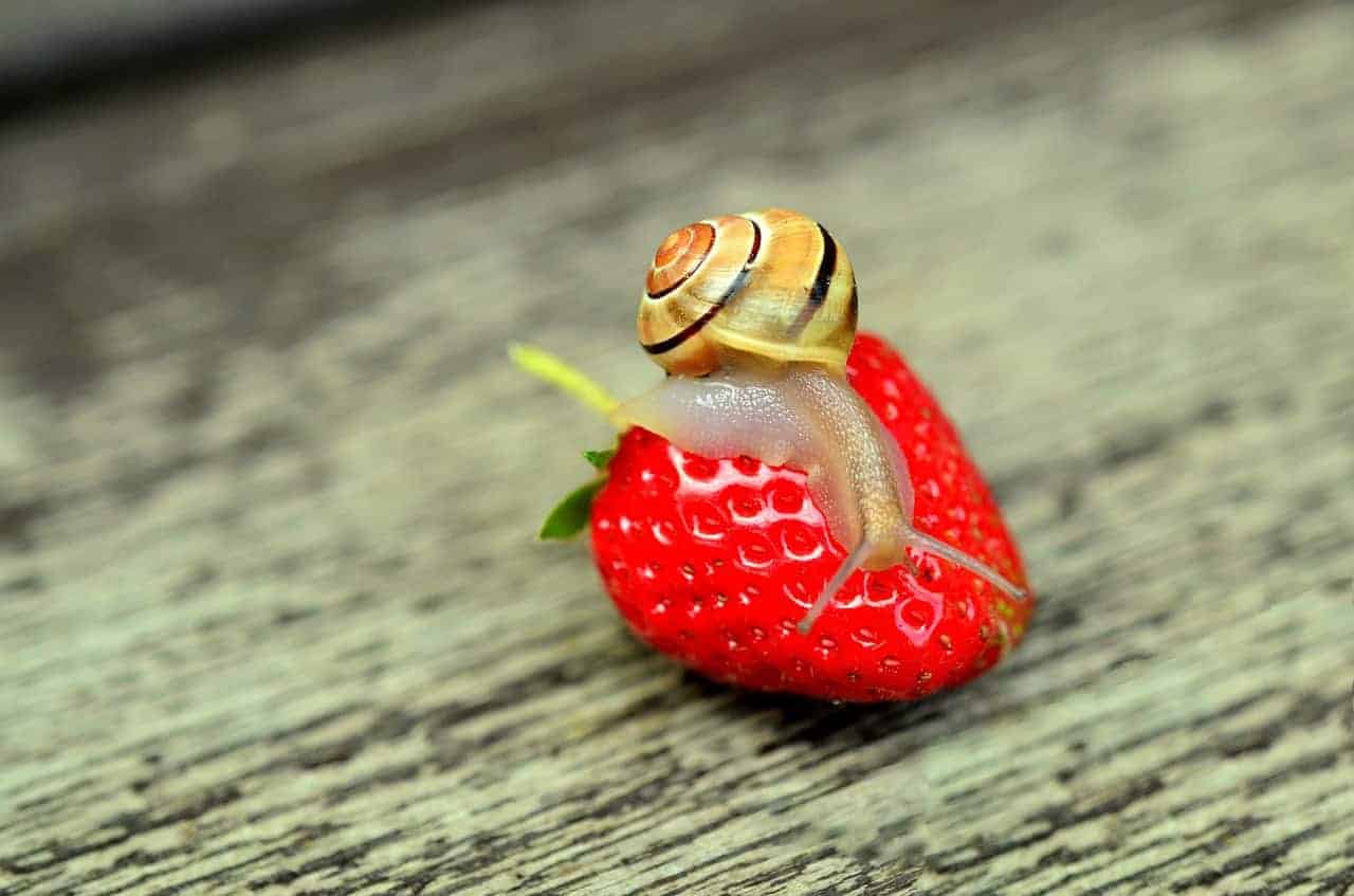 How to Keep Snails out of the Garden - Turning the Clock Back