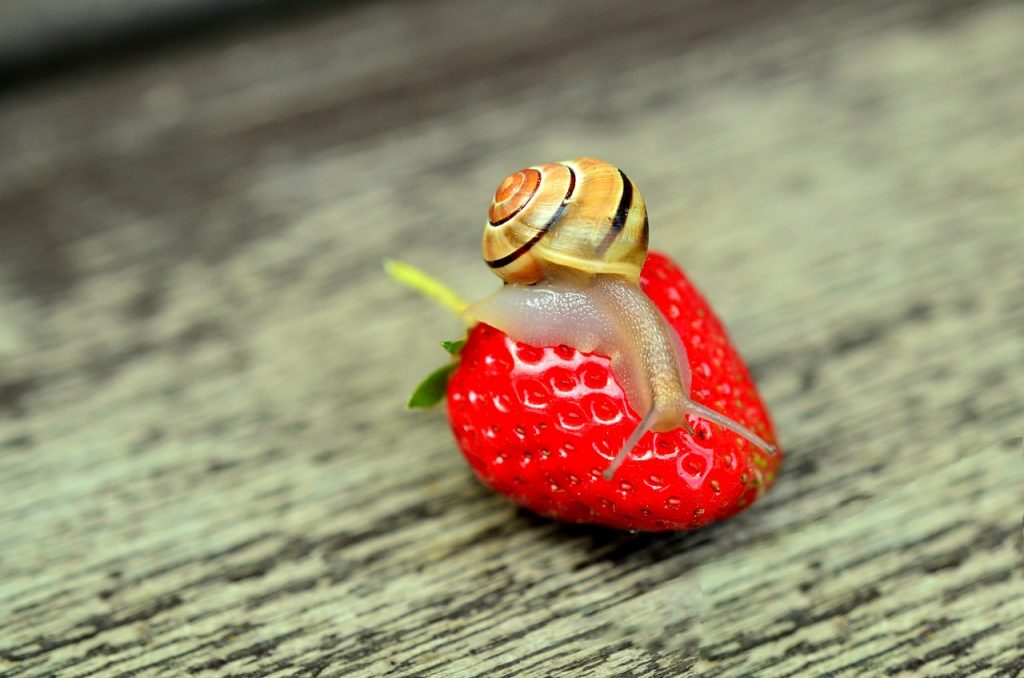 How to Keep Snails out of the Garden