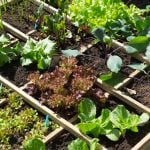 Square Foot Gardening Tips for Maximum Yield