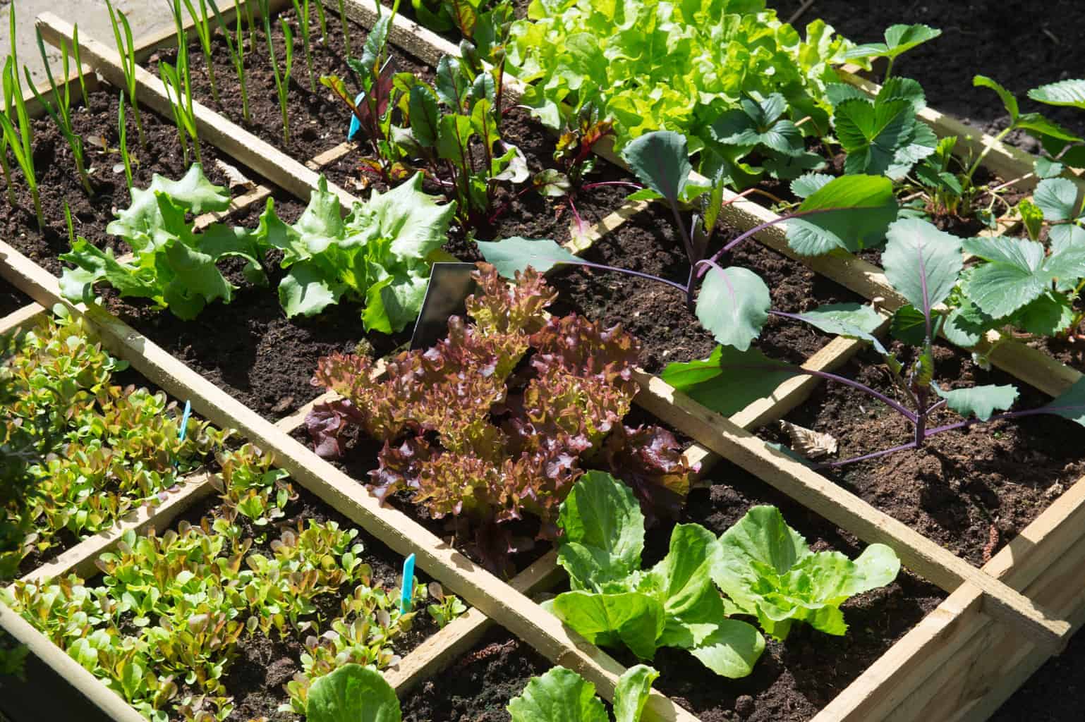 Square Foot Gardening Tips for Maximum Yield