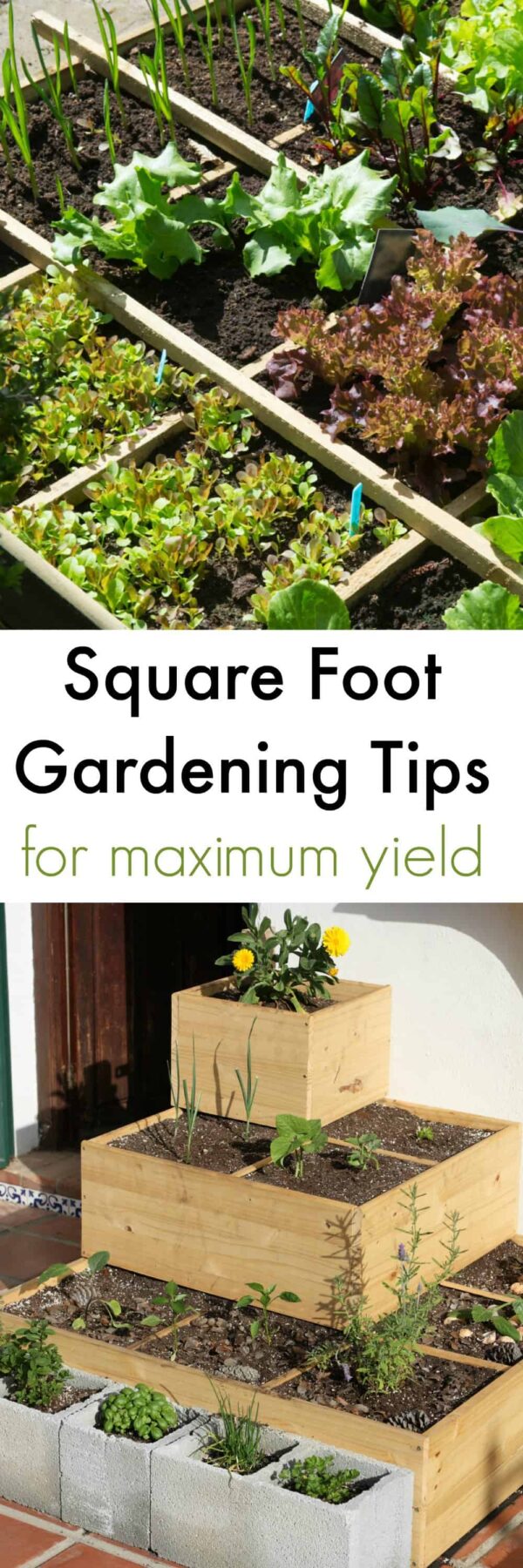 Square Foot Gardening Tips for Maximum Yield - Turning the Clock Back