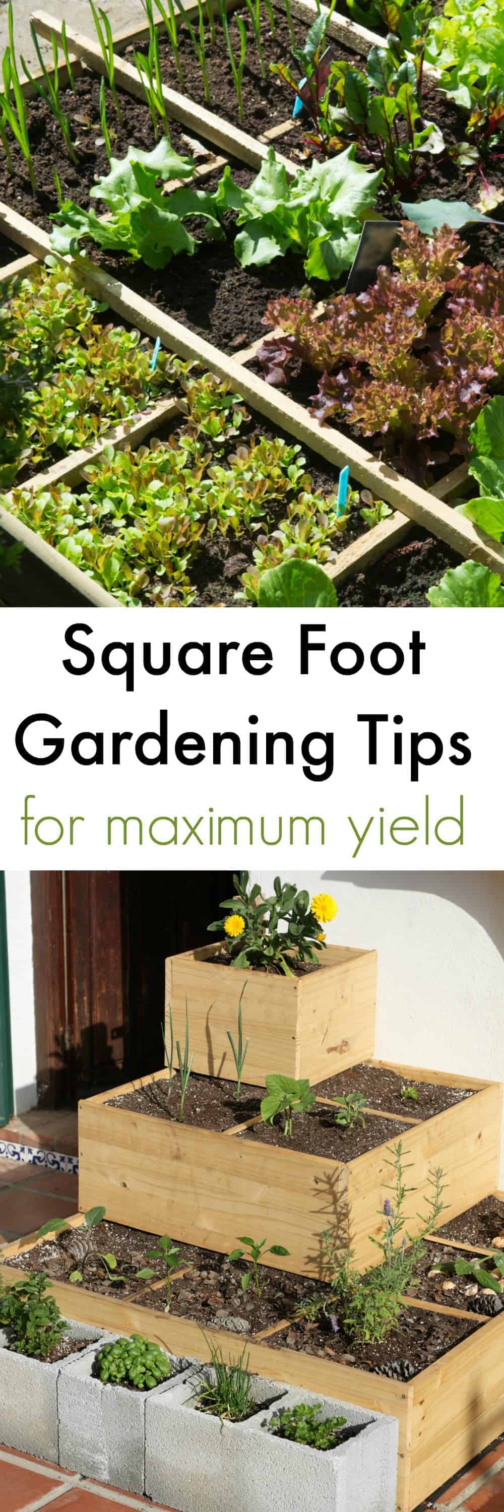 Square Foot Gardening Tips for Maximum Yield - Turning the Clock Back