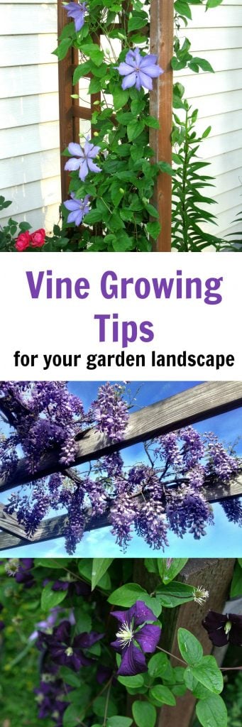 Vine Growing Tips for Your Garden Landscape 