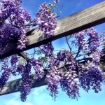 Vine Growing Tips for Your Garden Landscape