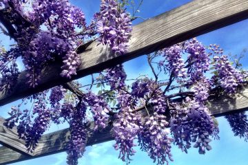 Vine Growing Tips for Your Garden Landscape