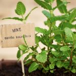 Mint Growing Tips and 5 Uses for Fresh Mint When it Takes Over the Garden