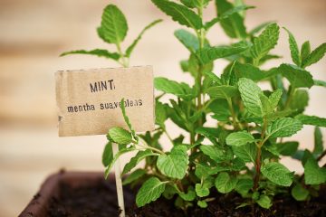 Mint Growing Tips and 5 Uses for Fresh Mint When it Takes Over the Garden