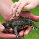 Wildlife Safety Tips for Outdoor Family Vacations