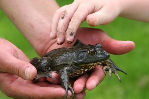 Wildlife Safety Tips for Outdoor Family Vacations