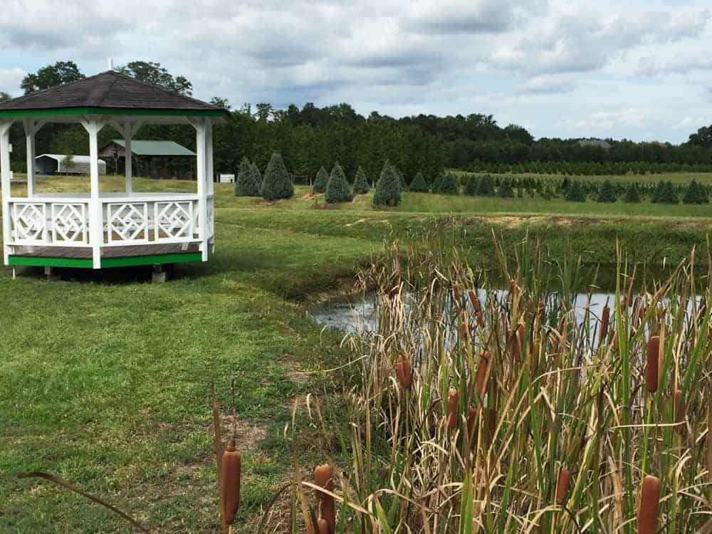 How to Support Local Farmers and my Georgia Agritourism Experience