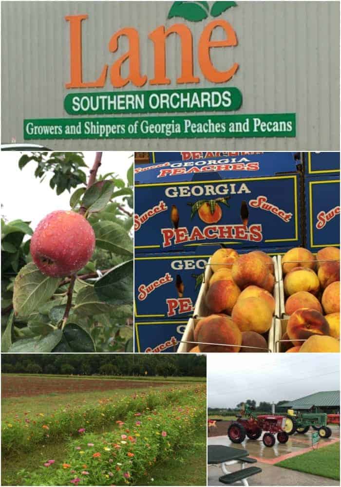 Lane Southern Orchard, How to Support Local Farmers and my Georgia Agritourism Experience