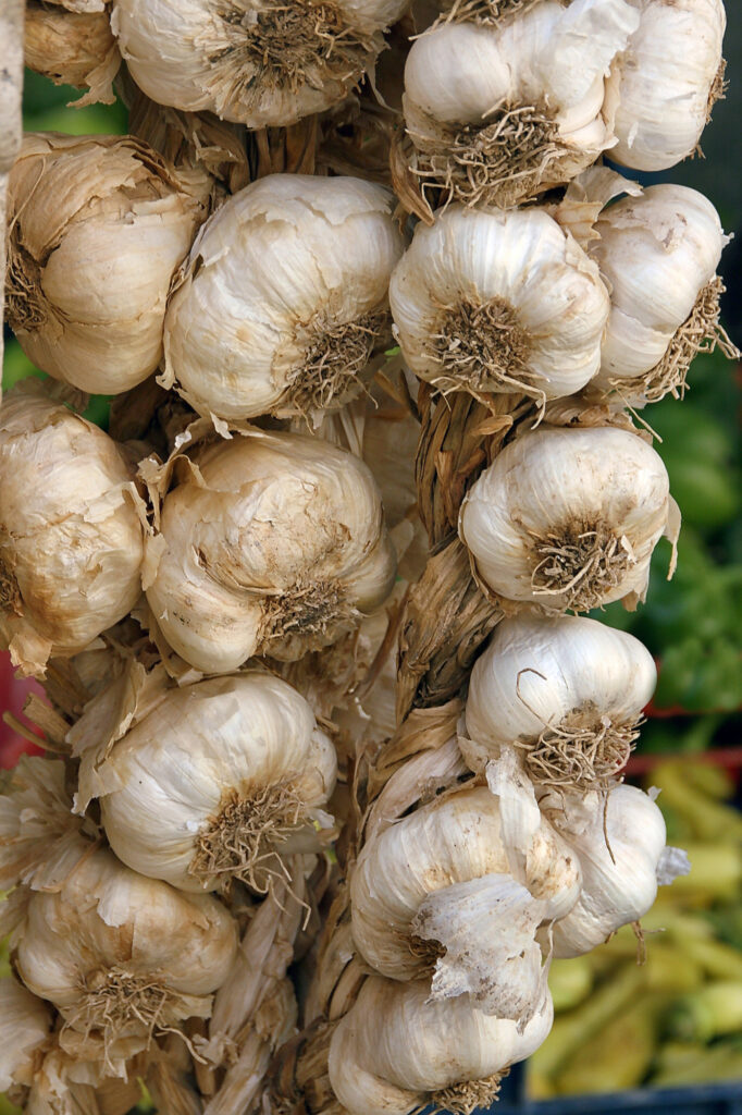 dried garlic bulbs tied into a braid