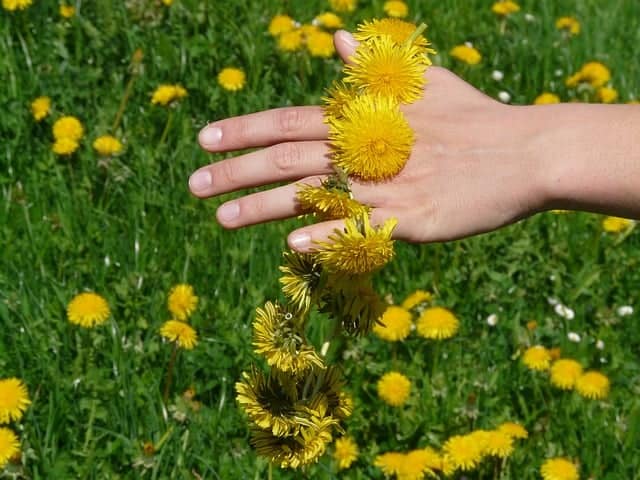 Harvesting Dandelions