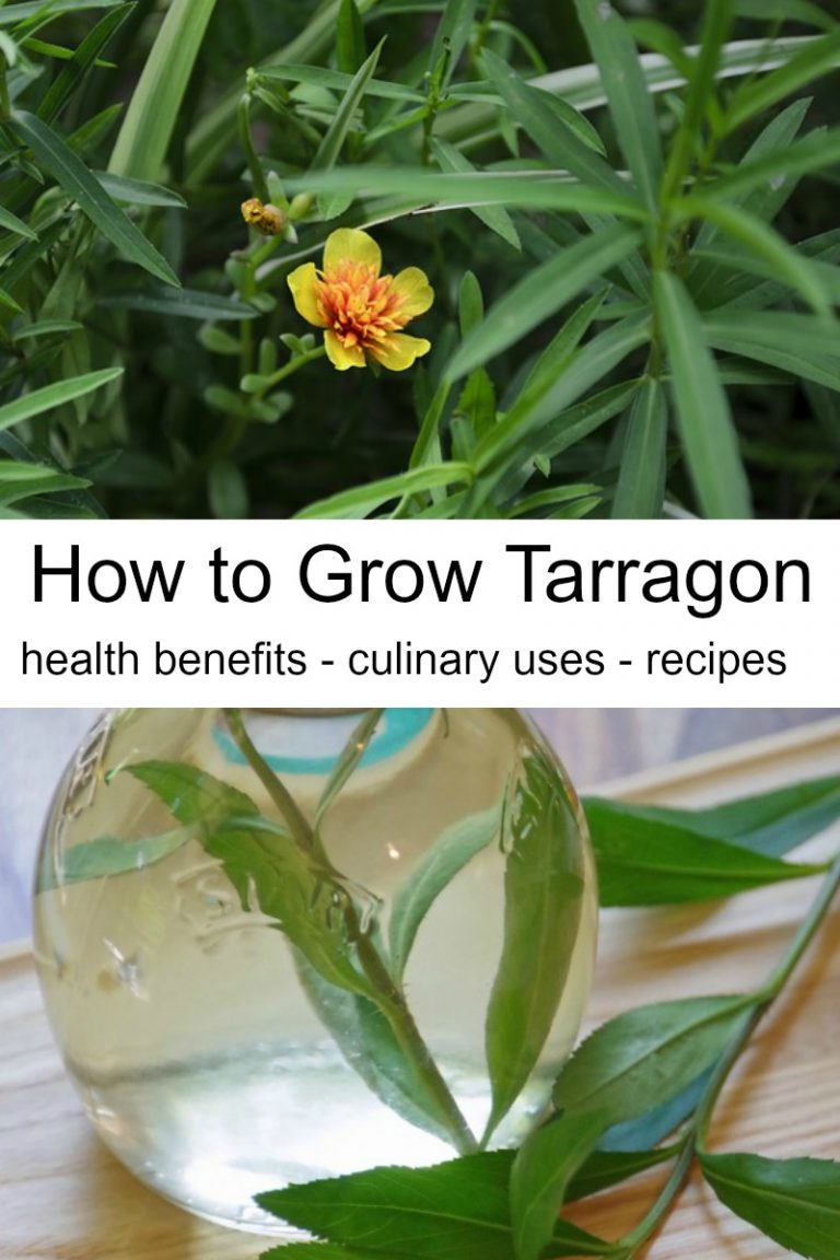 Tarragon Vinegar Recipe and 5 Other Uses for Tarragon