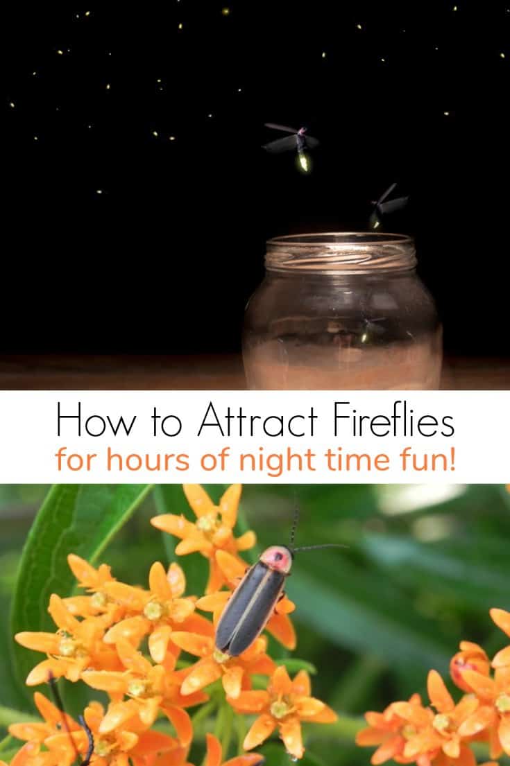 Attracting fireflies is a great way to entertain kids after dark. Learn how to attract fireflies for hours of night time fun!
