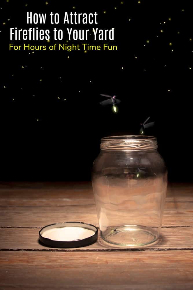 How to Attract Fireflies to Your Yard for Hours of Night Time Fun