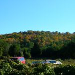 How to Control Invasive Species And Becoming a Weed Warrior