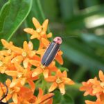 How to Attract Fireflies for Hours of Night Time Fun!