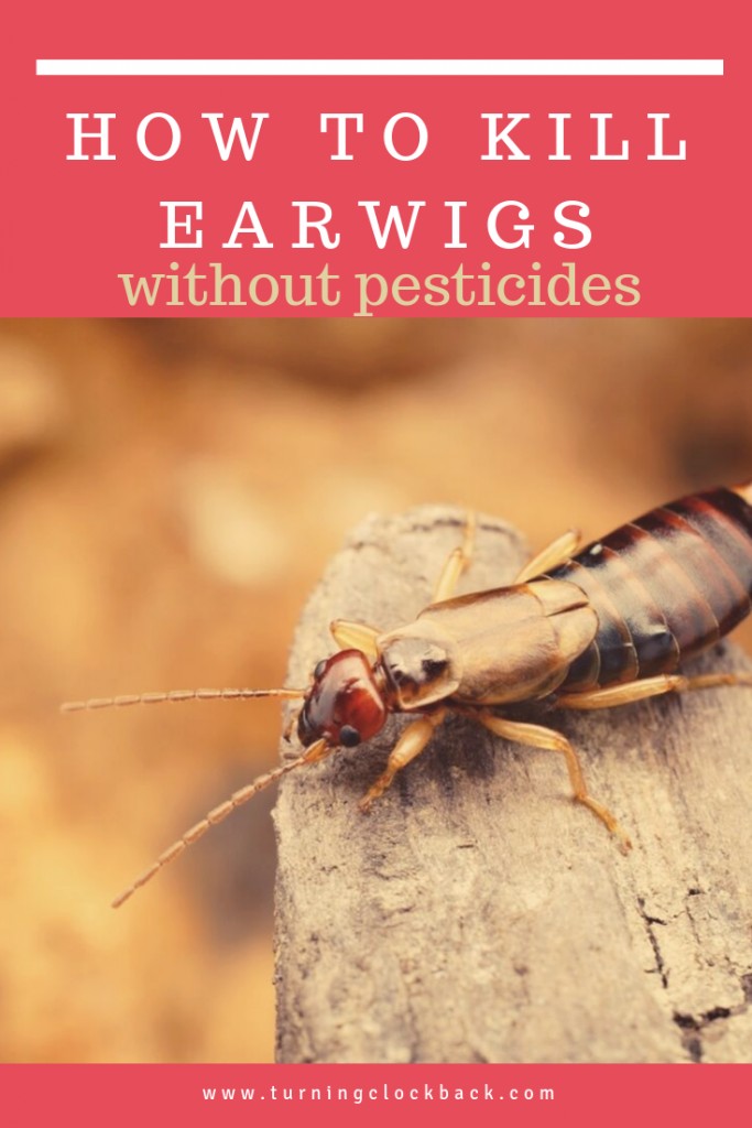 How to Kill Earwigs without pesticides