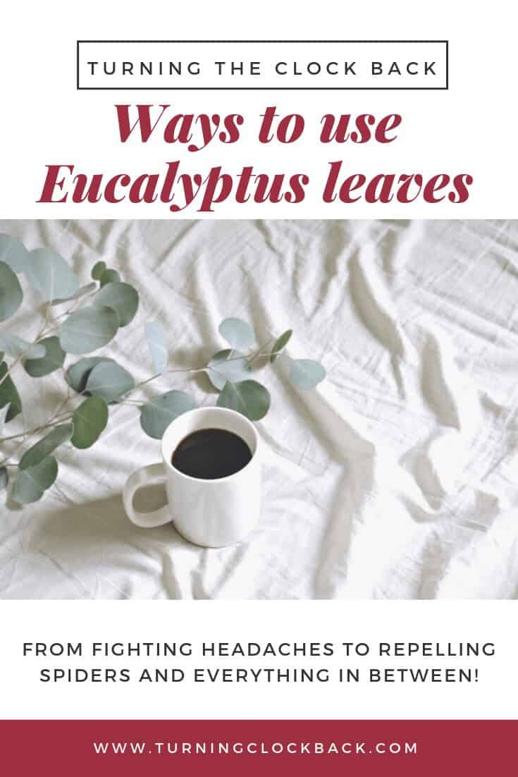 Creative Uses for Dried Eucalyptus Leaves Turning the Clock Back