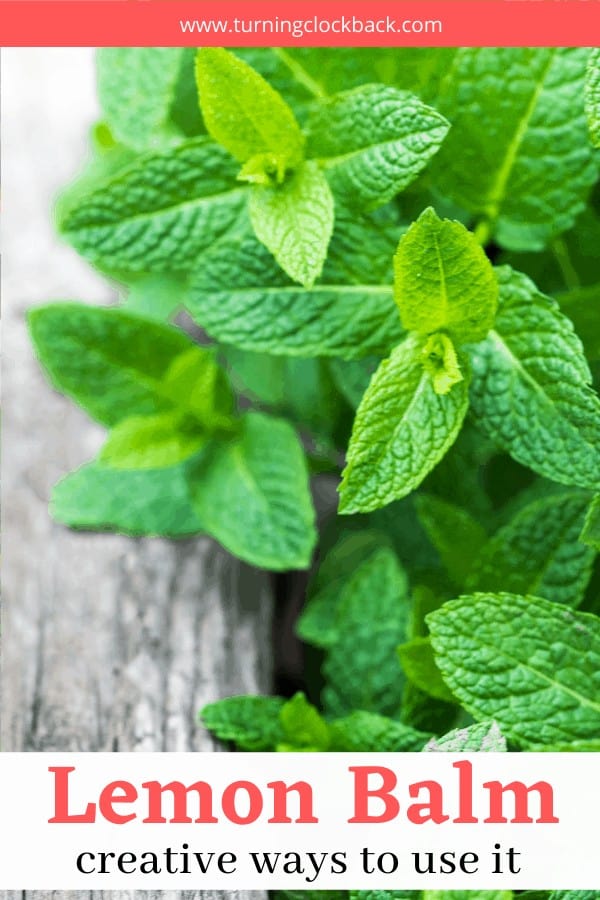 Creative Uses for Lemon Balm