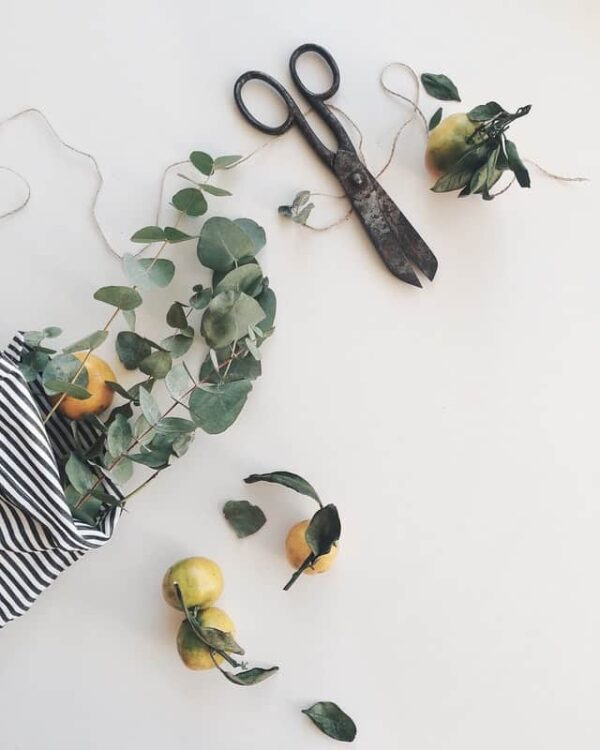 Creative Uses for Dried Eucalyptus Leaves Turning the Clock Back