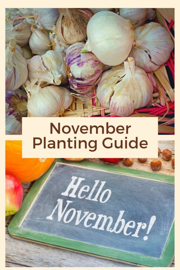 garlic bulbs and November sign with text overlay 'November Planting Guide'